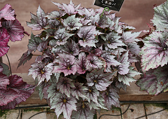 B. ‘Minerva’